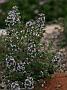 Thymus x Broadleaf English